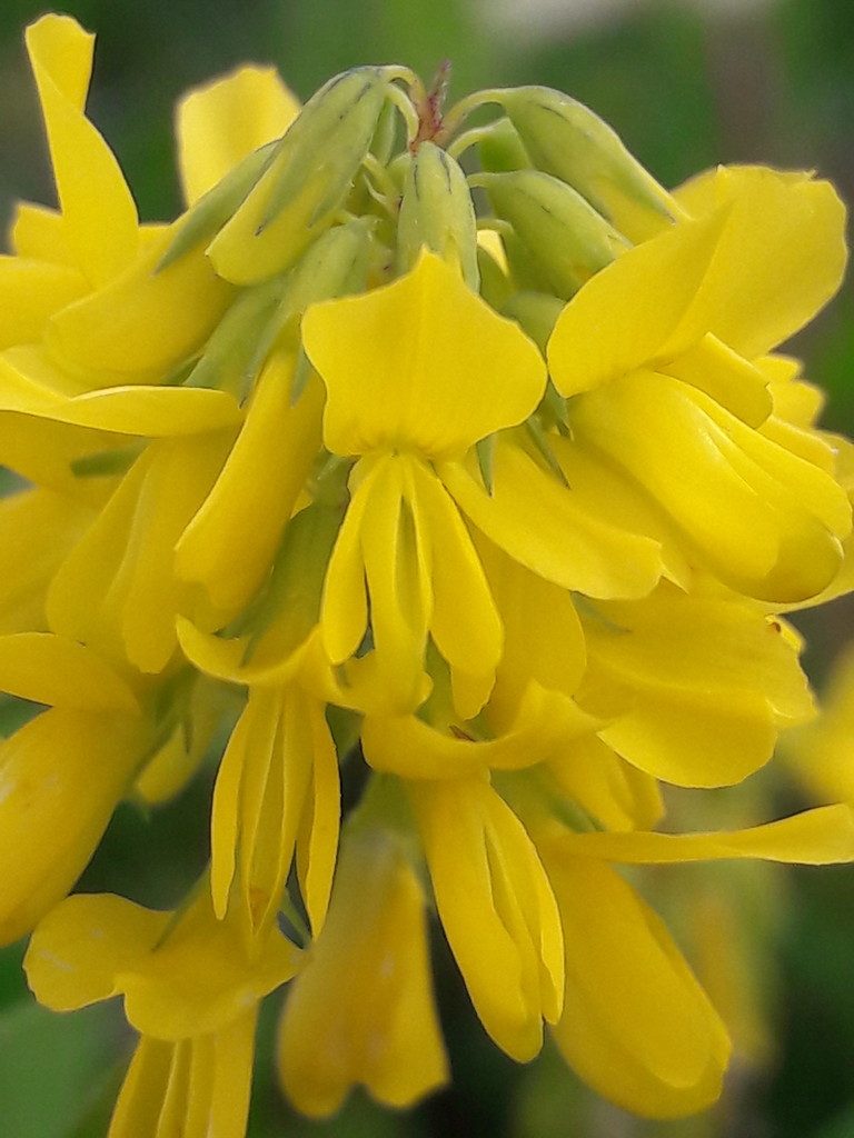 Trigonella esculenta, photographed by Denis Bastianelli
