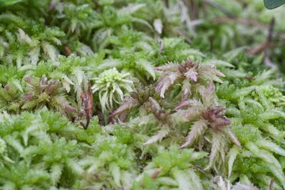 Sphagnum divinum, photographed by Timur Kalininsky