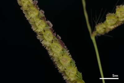 Paspalum fimbriatum, photographed by Kevin Faccenda