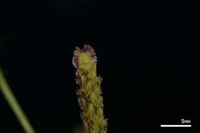 Paspalum fimbriatum, photographed by Kevin Faccenda