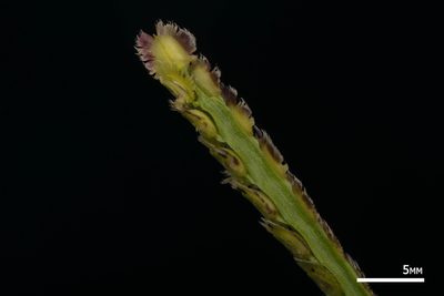 Paspalum fimbriatum, photographed by Kevin Faccenda