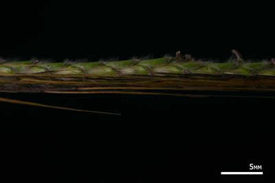 Dichanthium aristatum, photographed by Kevin Faccenda