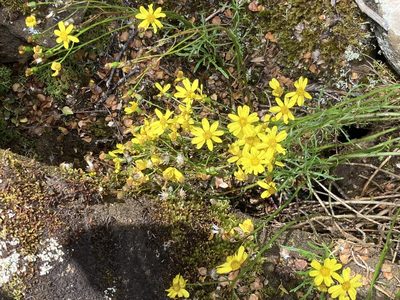 Senecio pinnatifolius, photographed by krumpianking