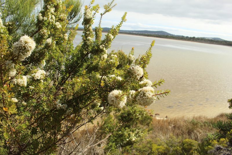 Hakea ruscifolia, photographed by Em Lamond