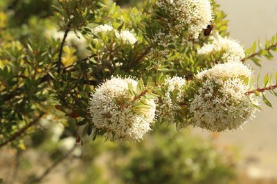 Hakea ruscifolia, photographed by Em Lamond
