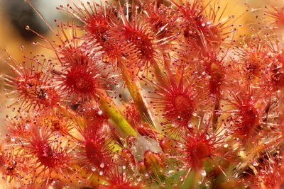 Drosera paleacea, photographed by Em Lamond