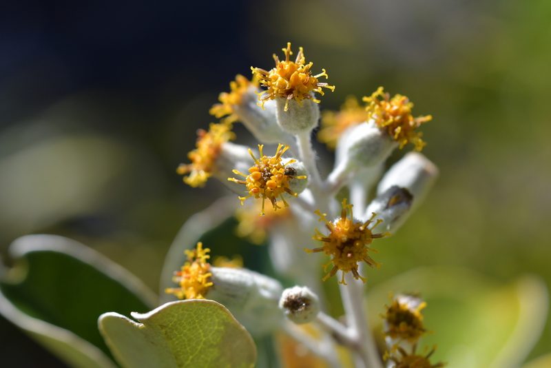 Brachyglottis buchananii, photographed by Christopher Stephens