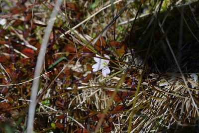 Epilobium macropus, photographed by Christopher Stephens