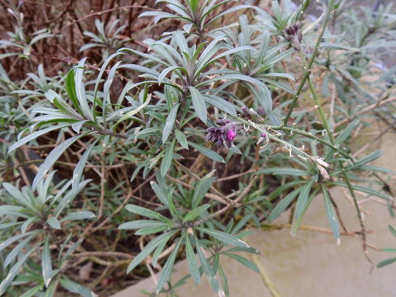 Erysimum linifolium, photographed by Susan Marley