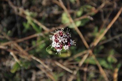 Valeriana papilla, photographed by Steven Bodzin