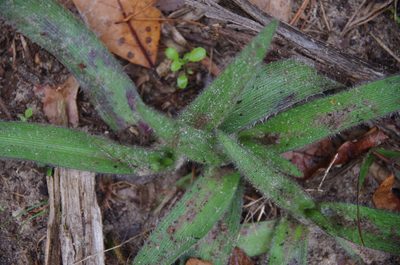 Tradescantia hirsutiflora, photographed by Eric Knight