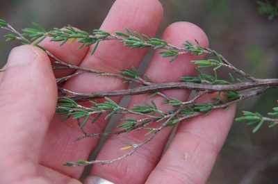 Polygonella americana, photographed by Eric Knight