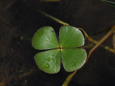Marsilea minuta, photographed by 葉子