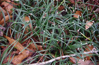Ophiopogon japonicus, photographed by Eric Knight