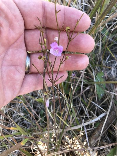 Agalinis decemloba, photographed by Mark Eanes