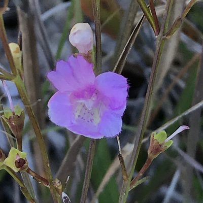 Agalinis decemloba, photographed by Mark Eanes