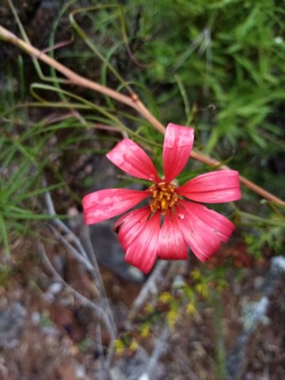 Mutisia subulata, photographed by Raúl Cuevas Medina