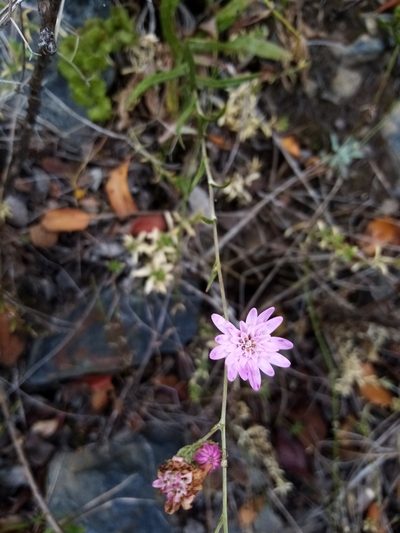 Leucheria rosea, photographed by Raúl Cuevas Medina