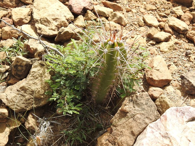 Neoraimondia herzogiana, photographed by Naturalist Tours