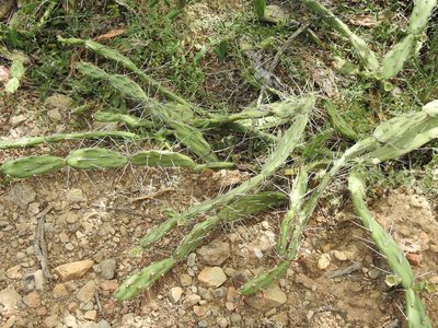 Opuntia anacantha, photographed by Naturalist Tours