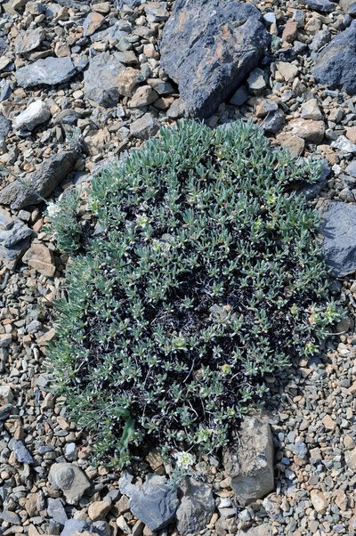 Eriogonum androsaceum, photographed by Todd Boland