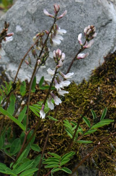 Astragalus robbinsii, photographed by Todd Boland