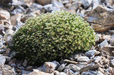 Sabulina austromontana, photographed by Todd Boland