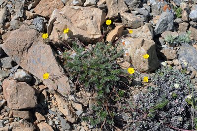 Potentilla ovina, photographed by Todd Boland