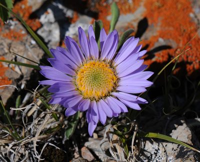 Townsendia parryi, photographed by Todd Boland