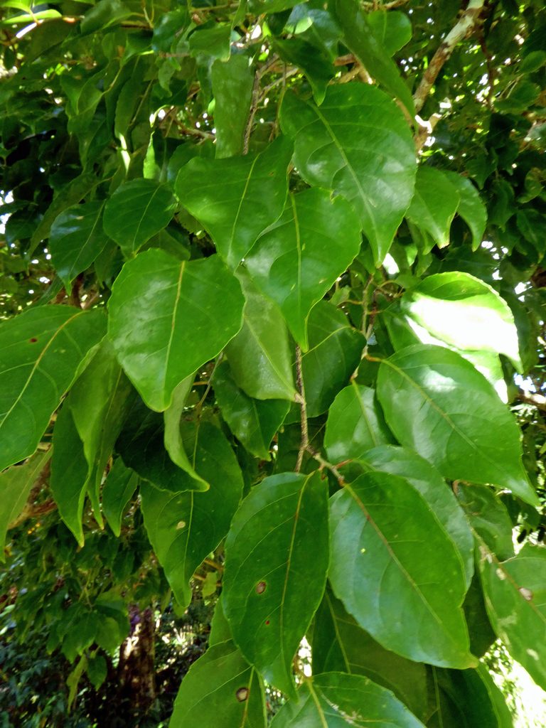 Homalium acuminatum, photographed by Peter de Lange