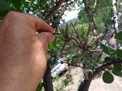 Tillandsia minutiflora, photographed by Naturalist Tours