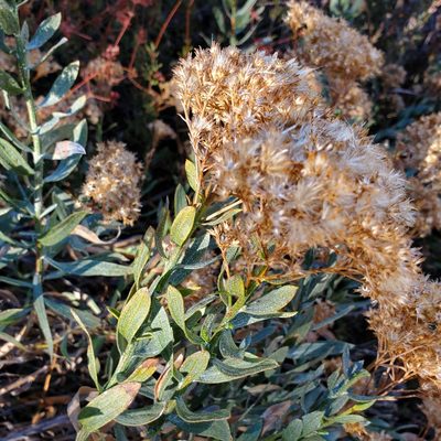 Ericameria parishii, photographed by Dan Horowitz