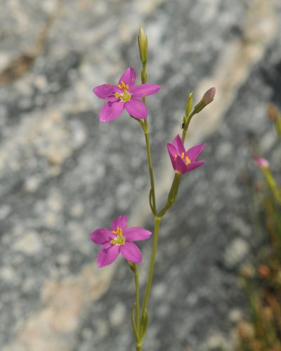 Zeltnera arizonica, photographed by Roger Rittmaster