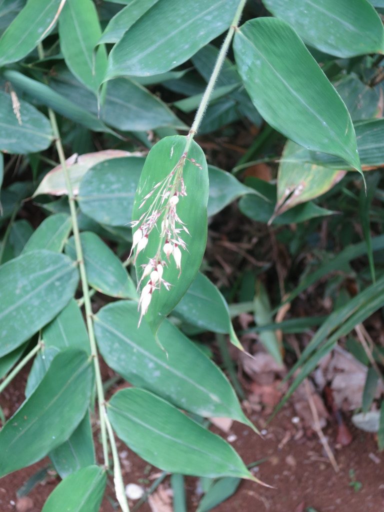 Olyra latifolia, photographed by Ricardo Lima