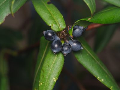Lonicera acuminata, photographed by Alexis Tinker-Tsavalas
