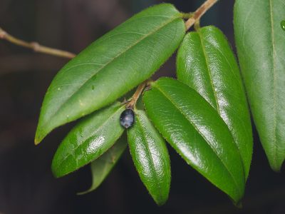 Lonicera acuminata, photographed by Alexis Tinker-Tsavalas
