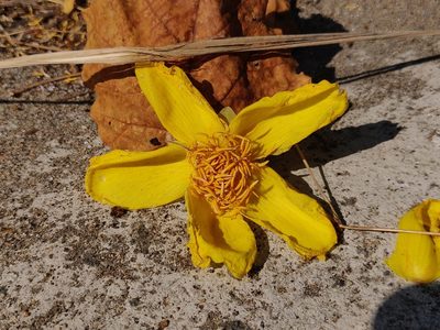 Cochlospermum religiosum, photographed by T R Shankar Raman
