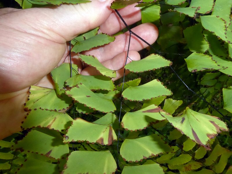 Adiantum trapeziforme, photographed by Peter de Lange