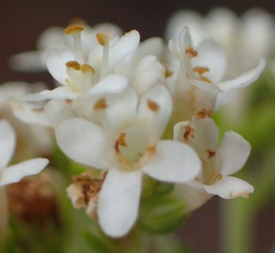 Selago glomerata, photographed by Nicola van Berkel