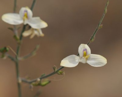Carlowrightia arizonica, photographed by Roger Rittmaster