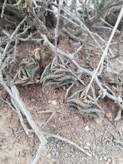 Haworthiopsis nigra, photographed by Christiaan Viljoen