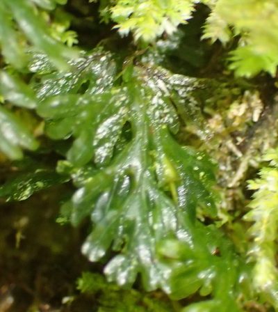 Crepidomanes melanotrichum, photographed by Nicola van Berkel
