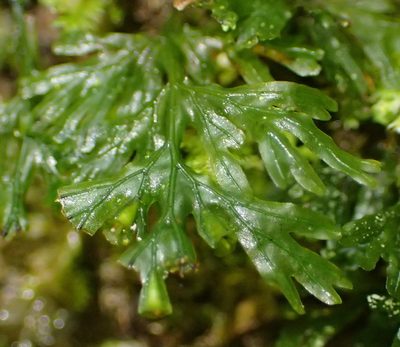 Crepidomanes melanotrichum, photographed by Nicola van Berkel