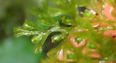 Crepidomanes melanotrichum, photographed by Nicola van Berkel