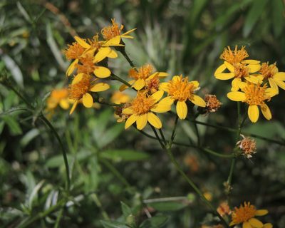 Coreocarpus arizonicus, photographed by Roger Rittmaster