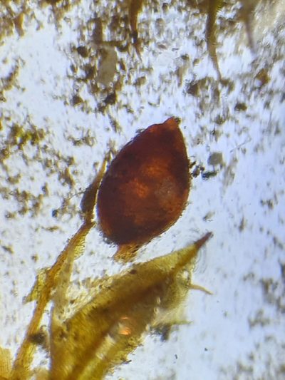 Microbryum floerkeanum, photographed by Jonathan Hughes
