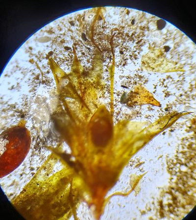 Microbryum floerkeanum, photographed by Jonathan Hughes