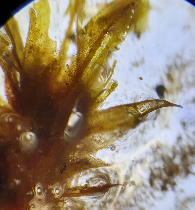 Microbryum floerkeanum, photographed by Jonathan Hughes
