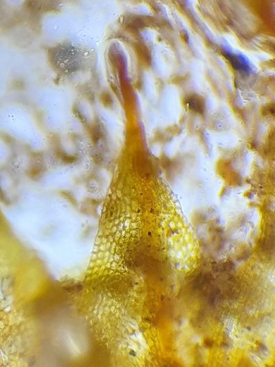 Microbryum floerkeanum, photographed by Jonathan Hughes