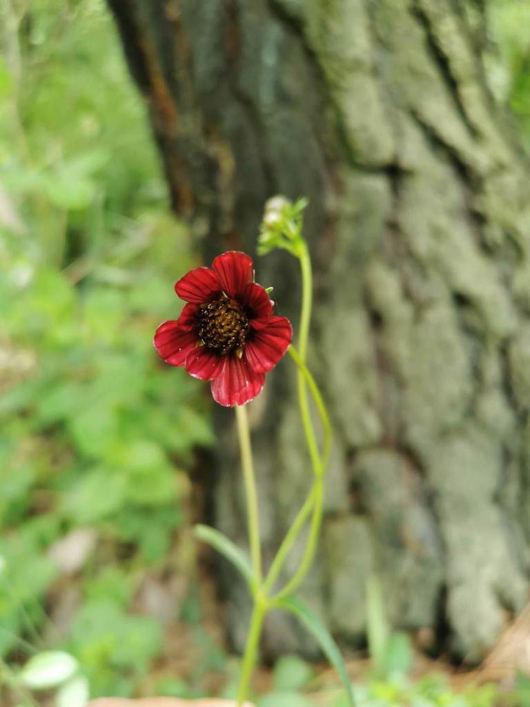 Cosmos scabiosoides, photographed by Juan Carlos Pérez Magaña